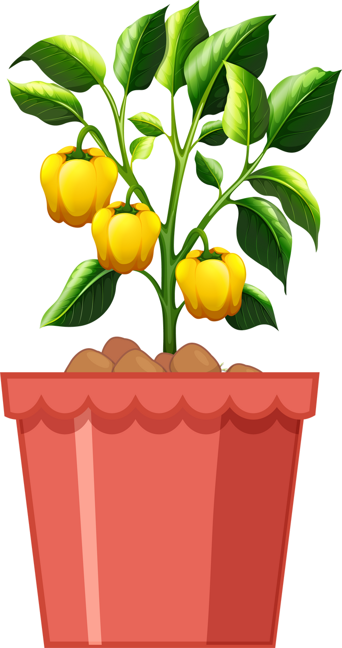 Yellow sweet pepper plant in red pot isolated on white backg