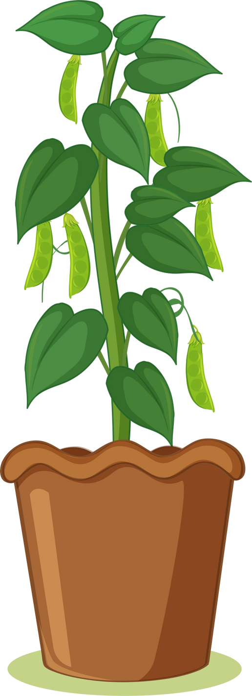 A bean plant in pot