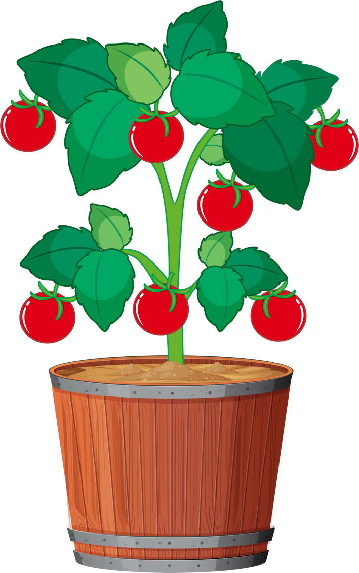 A tomato plant in the pot