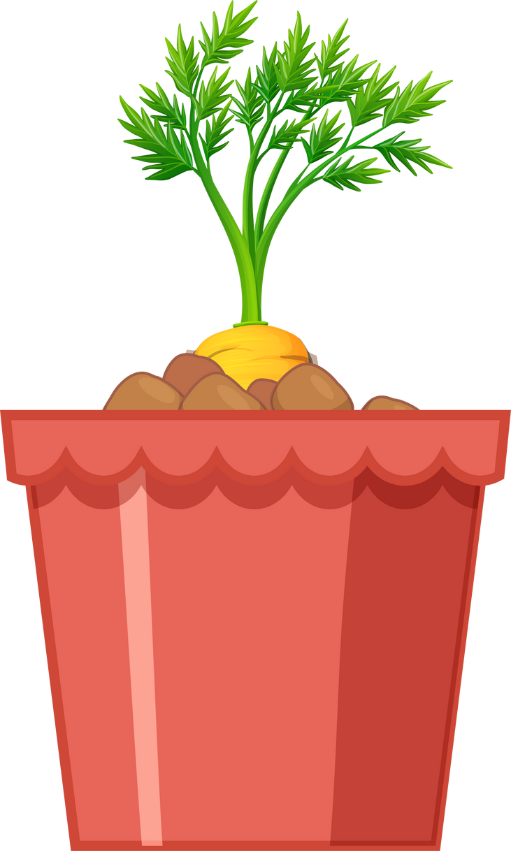 Carrot with leaves in red pot isolated on white background
