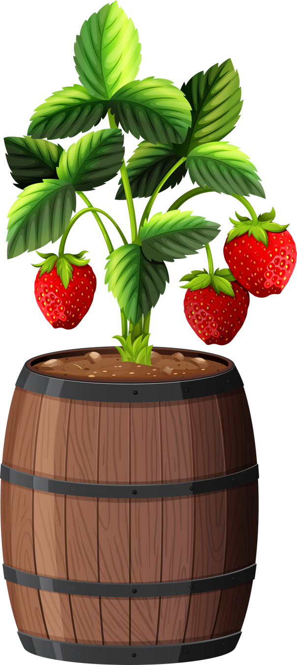 Strawberry plant in wooden pot isolated on white background